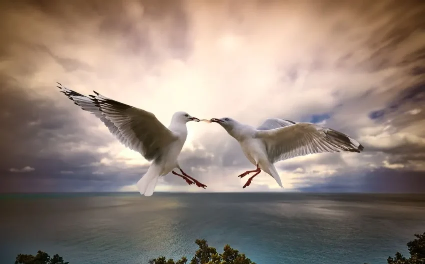 Adventure Activities Zip-lining, Kayaking, and More of the Great Ocean Road