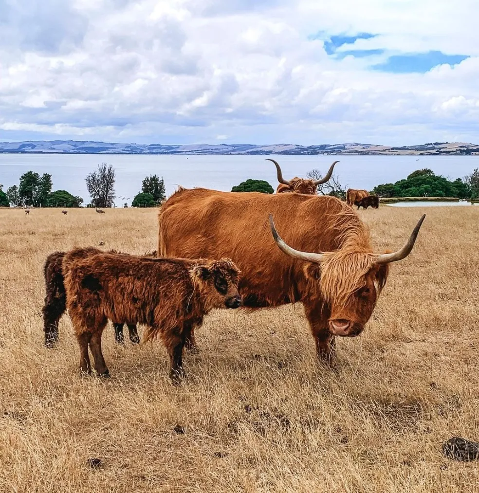 Churchill Island Heritage Farm