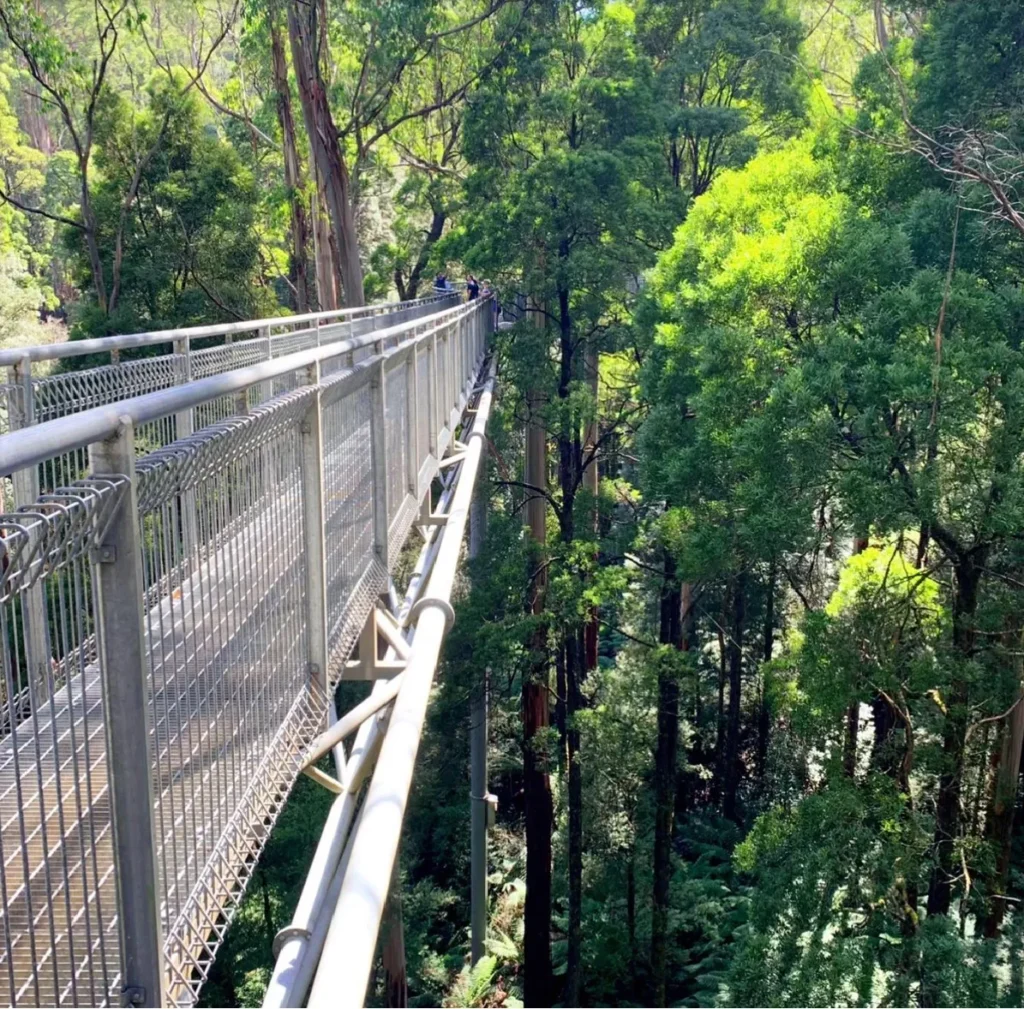 The Otway Fly Treetop