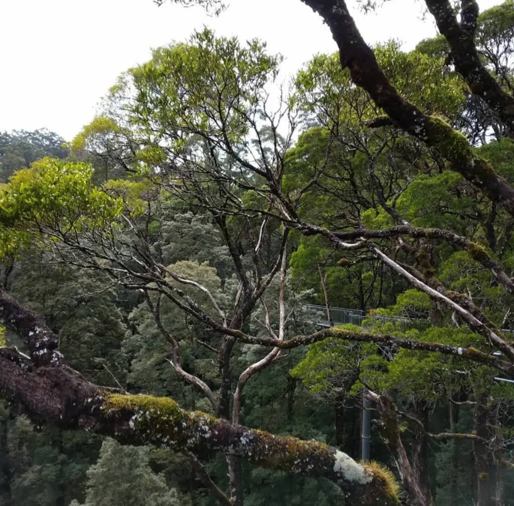 The Otway Fly Treetop Adventures